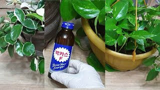 박카스로식물,채소,잎.광내고 영양주기｜Use Bacchus to polish and nourish plant leaves