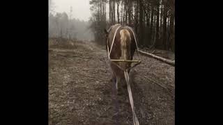 Силовая тренировка. Самый большой жеребец Украины! Советский тяжеловоз. Киев.