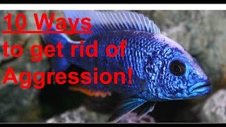 10 TIPS TO REDUCE CICHLID AGGRESSION
