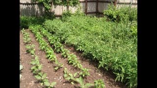 Собираем первый урожай. Высаживаю картофель из очистков.