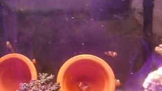 Ocellaris Clownfish laying eggs & their babys