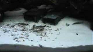 Dwarf Chain Loaches - Ambastaia sidthimunki (formally Botia sidthimunki)