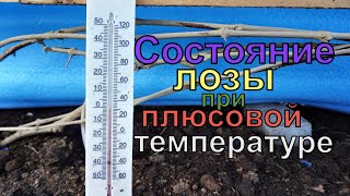 Виноград . Теплая и без снежная зима. Как зимует виноградная лоза.