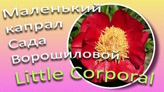 Пион LITTLE CORPORAL - маленький капрал / Сад Ворошиловой