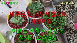 ?새로 데려온 창 5종 새집으로 이사했어요?금일(10월8일) 오후8시 이벤트실시간 추첨?수다방으로 이어지는 실방이니 많이 오셔서 즐겨주세요