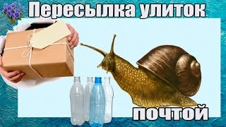 Как отправлять по почте улитки в пластиковых бутылках