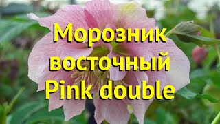 Морозник восточный Пинк дабл. Краткий обзор, описание helleborus orientalis Pink double
