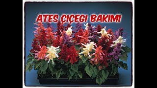 ATEŞ ÇİÇEĞİ BAKIMI (SALVİA SPLENDENS)