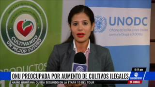 Cultivos de coca en Colombia crecieron un 52 % en 2016, según ONU