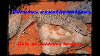 Guia de cuidados del Varano de la Sabana- Varanus exanthematicus (alimentacion y reproduccion)