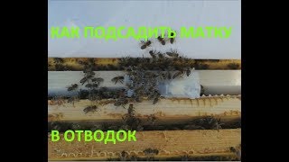 Как подсадить матку в отводок? Видео, как сделать отводок?