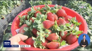 담양 죽향 딸기) 효자 딸기.. 귀농 불러-R (200110금/뉴스데스크)