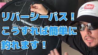 初心者必見リバーシーバスが簡単に釣れるようになる動画！誰でも簡単にサクッと釣れます