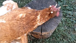 Как зарубить курицу. Лайфхак.