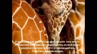 Послания Основателей (Сэл Рейчел). Звук: начитка роботом.
