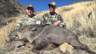 Javelina Hunting Rifle Season 2016 Arizona Guided Hunts