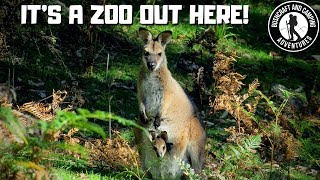 Camping out with some local wildlife - Dunphy's Campground Ep 2!