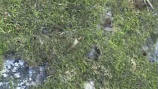 Муравьи Formica rufa: жизнь муравейника