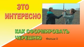 Как сформировать черешню Фильм 3