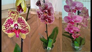 ОРХИДЕИ ЦВЕТУТ ШИКАРНО !!! ОБЗОР ВИДЕО 2019 !!! #цветение #orchid #orchids