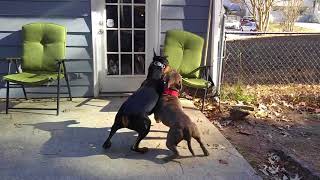 Pitbull vs Doberman