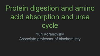 Protein digestion and amino acid absorption and urea cycle