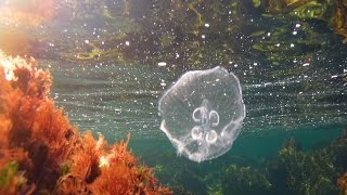 GitUp Git2 first underwater test 4K-HI Resolution*