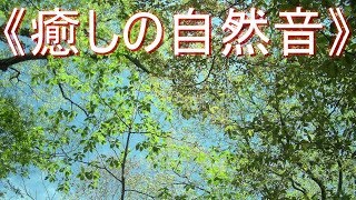 《癒しの自然音》森林編　野鳥の鳴き声と森林画像【安らぎ・睡眠・勉強】