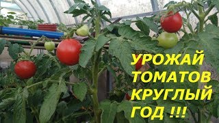 ЧТО ДОБАВИТЬ  В ГРУНТ  ПРИ ПЕРЕСАДКЕ ПЛОДОНОСЯЩИХ ТОМАТОВ