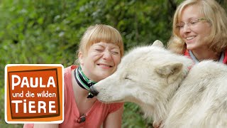 Wie böse ist der Wolf? (Doku) | Reportage für Kinder | Paula und die wilden Tiere