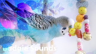 My Budgie sounds | Compilation June 2018.