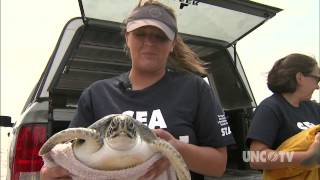 Sea Turtle Release Topsail Island