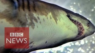 How common are shark attacks? - BBC News
