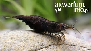 Neocaridina davidi "Black Rose"