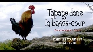 Tapage dans la basse-cour : Aventure à la ferme - documentaire animalier