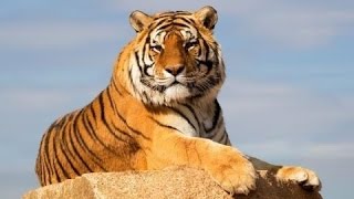 Исчезнновение тигров! Документальные фильмы, фильмы о животных