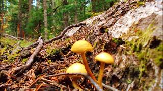 SHINOBI MUSHROOM  HUNTER ON THE CROSS TOWN TRAIL 11-14-2018