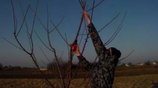 Весенняя обрезка черешни,возраст 4 года .Spring pruning of cherries, age 4 years.