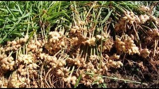 How to grow ginger at home  | Complete guide from planting to harvest