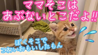 短足マンチカンの子猫がはじめてお風呂に入って出た後の鳴き声が可愛すぎる！！【後編】Kitten of Munchkin meow!【日刊ねこもふ生活】