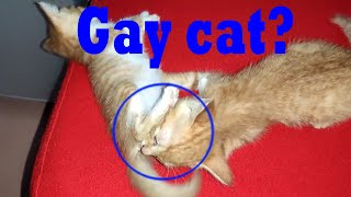 Gay cats?OMG!Kitten lick sibling's ass,Gary was scared!