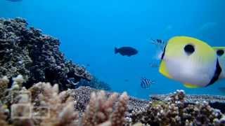 Lady Elliot Island - Sights above and below the water