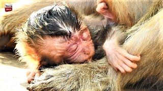 Congratulations Duchess Give a birth but unfortunately baby fall from the high tree
