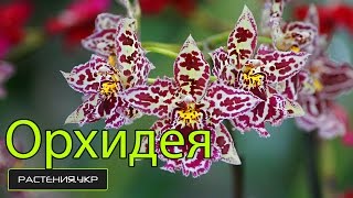 Как ухаживать за орхидеей? / Орхидея Камбрия уход в домашних условиях