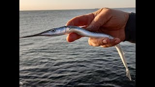 САРГАН ПОШЕЛ/Ловля ставриды и саргана на Черном море