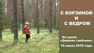 С корзиной и с ведром! Дневник грибника 19 июля 2019 года.