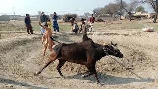 Watch Bull Race In Pakistan  Video Fateh 25_1_2020 on YouTube