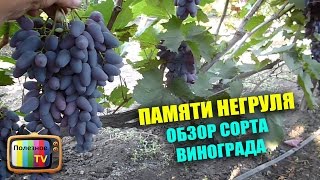 ВИНОГРАД ПАМЯТИ НЕГРУЛЯ ОПИСАНИЕ СОРТА