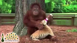 إنها رحمة الله غرسها في كل مخلوقاته فسبحان الرحمن