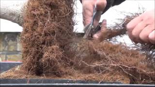 How to bonsai  - repot an old  Acer Part 1